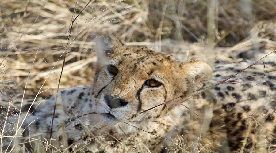 how game drives are organized on a safari in tanzania